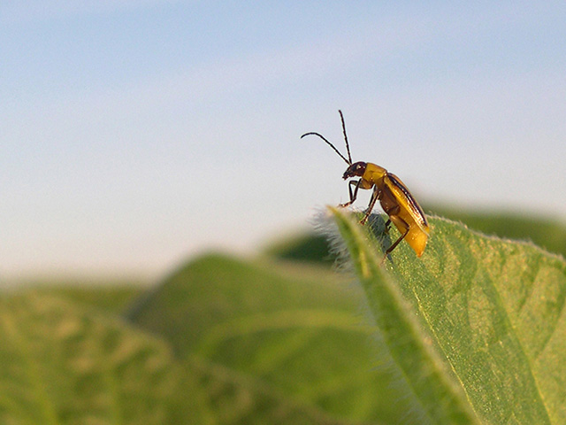 A handful of researchers are looking to soil-dwelling organisms to control the "billion-dollar bug," western corn rootworm. (Photo courtesy of Joe Spencer, Illinois Natural History Survey)